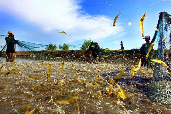  USAHA ASURANSI UMUM : Proteksi Budi Daya Udang Meluncur