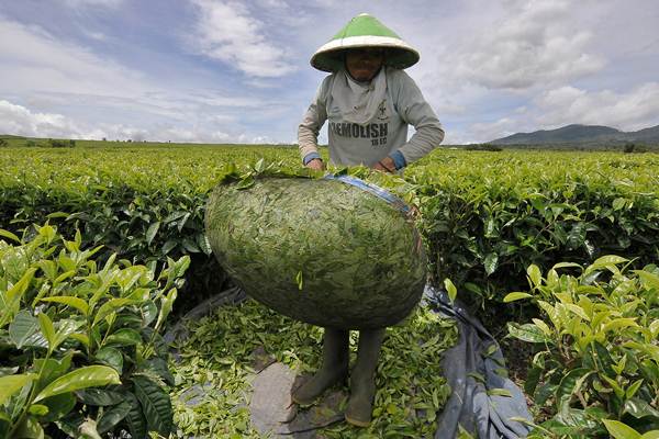  Direksi Anak Usaha Holding Perkebunan Dirombak