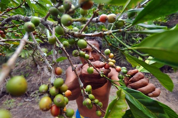  FUNGSI LINDUNG EKOSISTEM GAMBUT: 32 RKU Disahkan