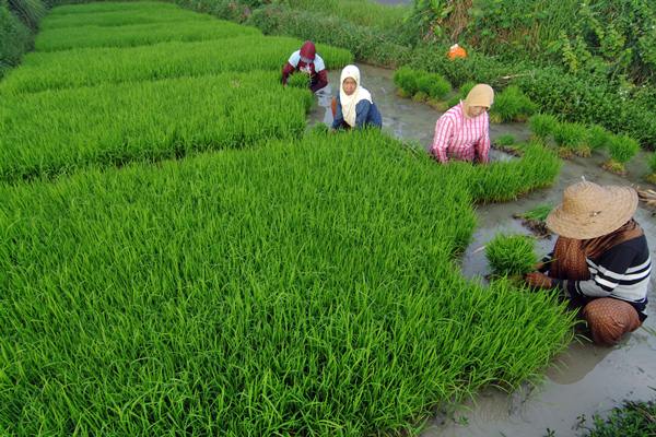  PERLINDUNGAN USAHA PANGAN :  Asuransi Tani Padi Capai Target