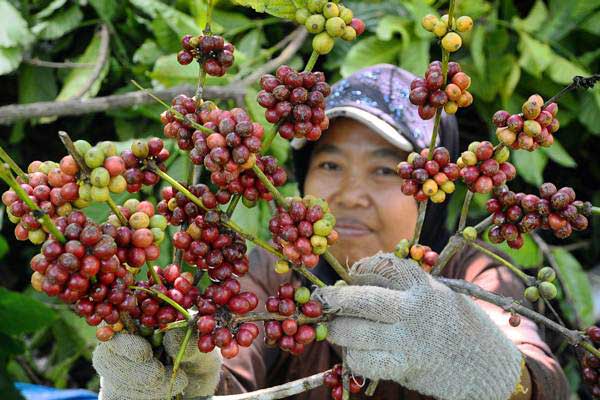  Anomali Cuaca Pangkas Produksi Kopi