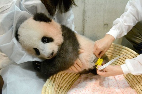 Kebun Binatang Jepang Perlihatkan Aksi Menggemaskan Bayi Panda Xiang Xiang