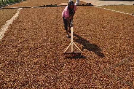  Produksi Kopi di Kawasan Timur Turun 40%