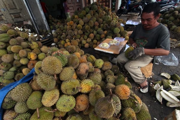  Pedagang Musiman Ramaikan Bursa Durian Pangkalpinang