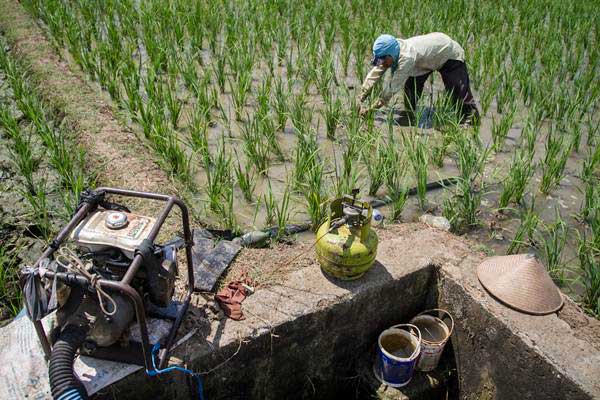  Pemkab Karawang Siapkan Asuransi Pertanian 70.000 Ha Sawah