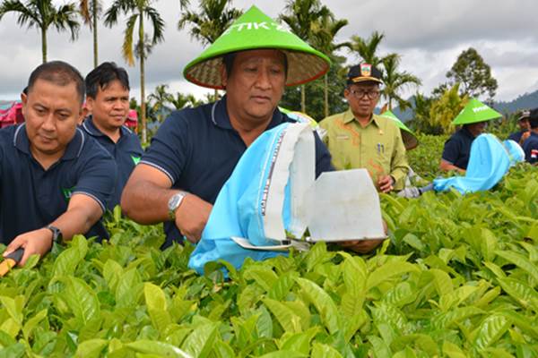  Produksi Teh Mitra Kerinci Capai 3.900 ton pada 2017