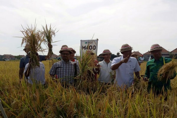  Petani Gianyar Lakukan Panen Perdana Varietas M400