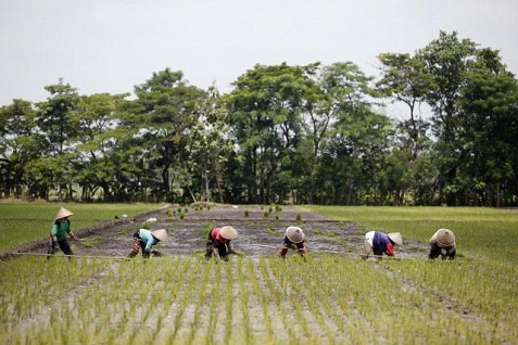  Petani Cilacap Diminta Adopsi Pola Tanam Jajar Legowo