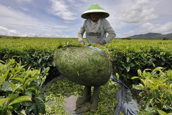  Tahun Ini, Mitra Kerinci Targetkan Produksi Teh Naik 15%