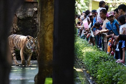  Tahun Ini, Pemkot Surabaya Lanjutkan Revitalisasi KBS