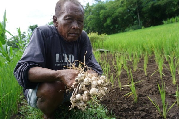  Petani Bawang Putih Gunung Kidul Perlu Disokong Rekayasa