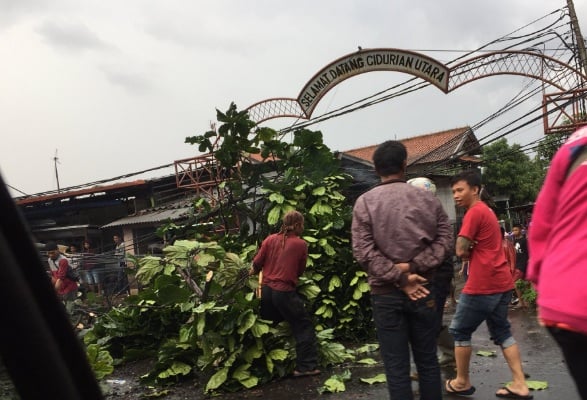  Diprotes, Pemkot Cirebon Siap Mengganti Pohon yang Ditebang