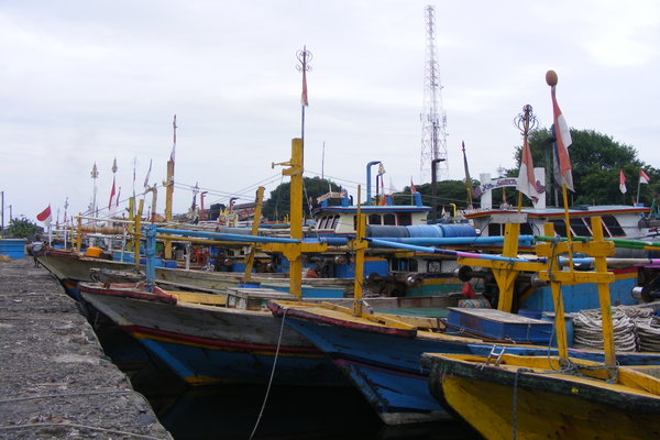  PELARANGAN CANTRANG, 7 Pabrik Surimi di Jatim Tutup