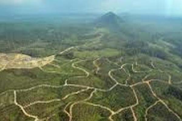 Perkebunan sawit merambah Mimika, Papua./Antara