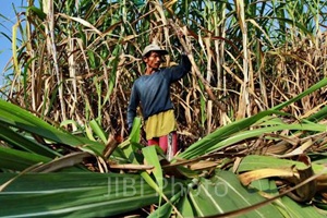  PTPN XI Jajaki Potensi Perluasan Lahan Tebu di Bali