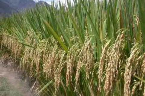  Petani Padi di Bali Panen Raya Maret, Penuhi Stok Hingga 8 Bulan
