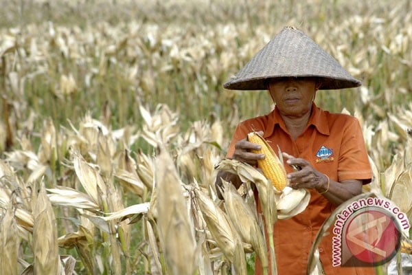  Pemerintah Siap Serap Jagung Gorontalo Bila Harga di Bawah Rp3.000/Kilogram