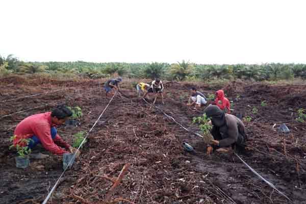  Petani Binaan Sinar Mas Membudidaya Tanaman Kelor