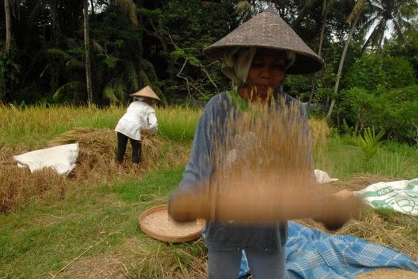  Petani di Madiun Keberatan Kebijakan Impor Beras