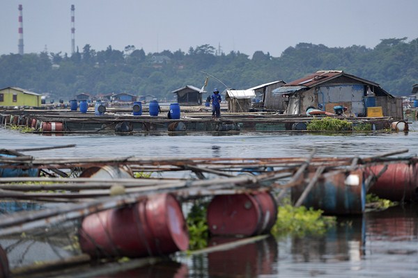  BUDIDAYA PERIKANAN : Pakan Ikan Stagnan, Pakan Udang Tumbuh