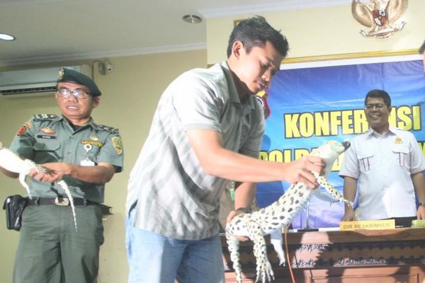  Lima Buaya Muara Diserahkan ke Polda DIY