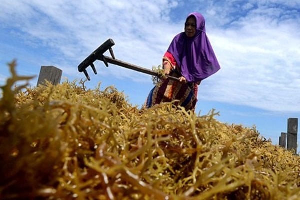  Asosiasi Catat Penyerapan Industri Rumput Laut Nasional Rendah