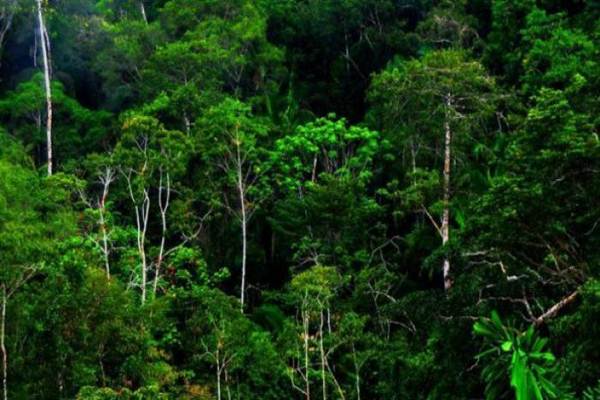  Sumbar Alokasikan 12.100 Hektare Lahan untuk Hutan Adat