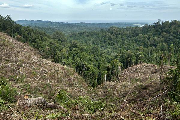  Deforestasi Banyak Terjadi di Kawasan Hutan Produksi