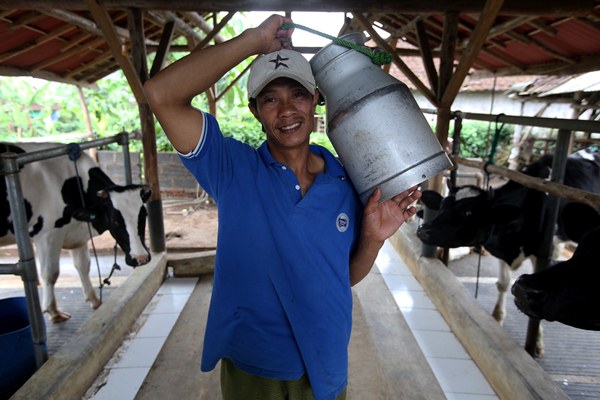  Ini Cara Menangani Susu Sapi Perah Dengan Baik & Benar Ala Frisian Flag