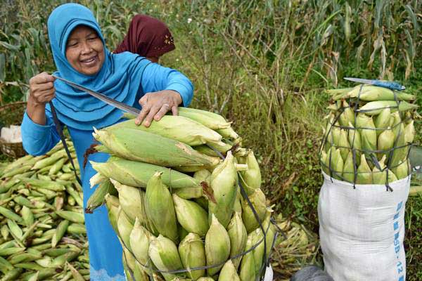  Petani Optimistis Tahun Ini Bisa Ekspor Jagung 