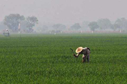  Sumsel Pesimistis Capai Target Surplus 2,5 Juta Ton Beras