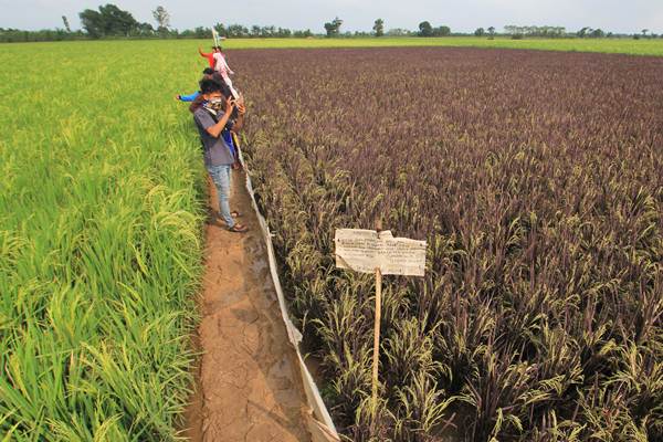  Ada Tanaman Padi Berwarna Ungu di Indramayu