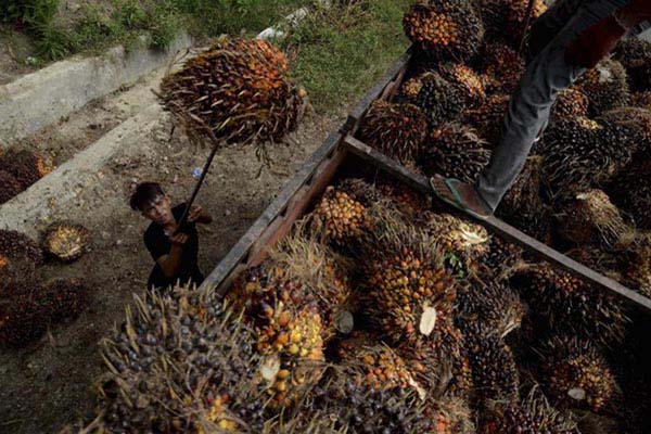  Harga CPO Global Dibayangi Sentimen Negatif