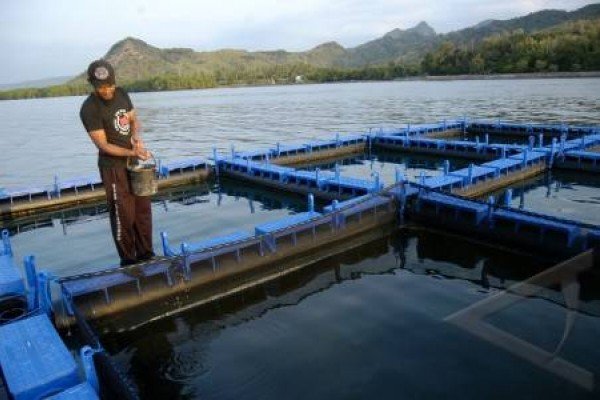  Cilacap Segera Tertibkan Jaring Apung Segara Anakan