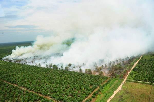  Cegah Karhutla, Pancur Kasih dan Bappenas Gandeng 494 Gapoktan