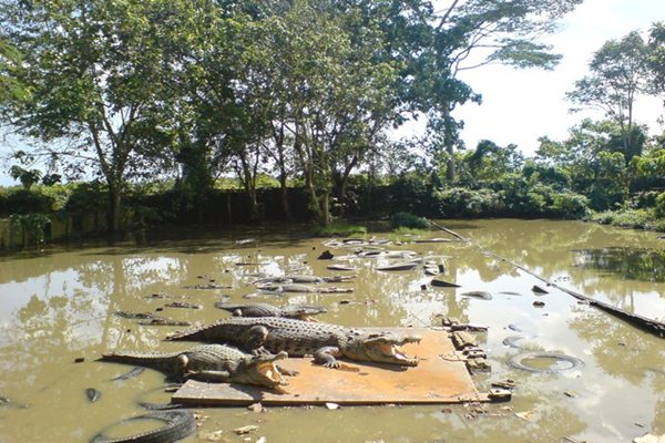  Warga Tangkap Buaya Betina 70 Tahun Seberat 600 Kg