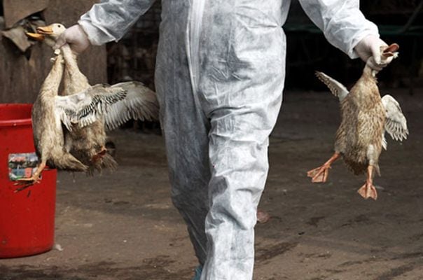  China Laporkan Kasus Flu Burung H7N4 Pertama di Manusia