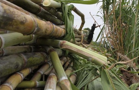  PG Sindanglaut Tak Jadi Ditutup, Petani Tebu Senang