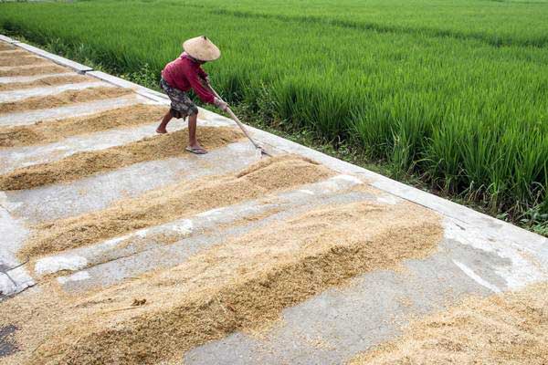  KPPU Dorong Petani Jual Beras Ketimbang Gabah