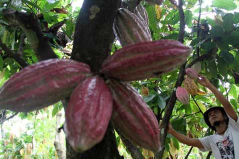Perkebunan Kakao Kian Menghilang di Jateng