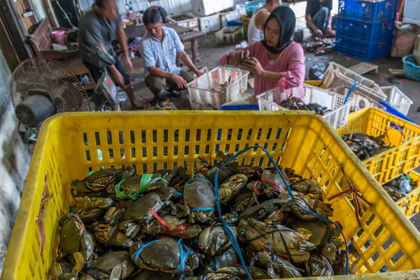  Ekspor Kepiting Bakau di Jateng Alami Peningkatan