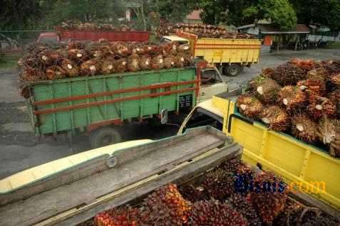  Ekspor Naik, Harga CPO Terangkat