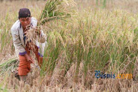  Lahan Puso, Jasindo Bayar Klaim Asuransi Usaha Tani Padi Rp145 Miliar 