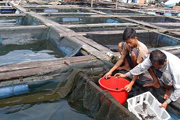  Kakap, Kerapu, Udang Jadi Andalan Perikanan Budi Daya