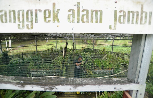  Budi Daya Anggrek Jambi