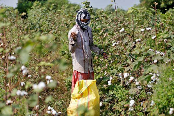  Produksi Kapas India Bakal Lebih Rendah