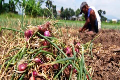  Garap Petani Bawang Alahan Panjang, BNI Kenalkan Kartu Tani