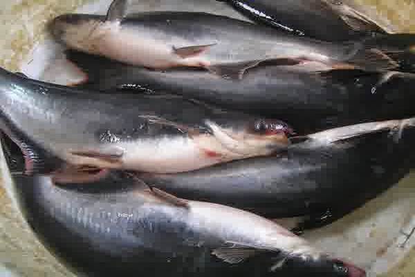  Pacu Permintaan Patin, Industri Hilir Harus Dikembangkan