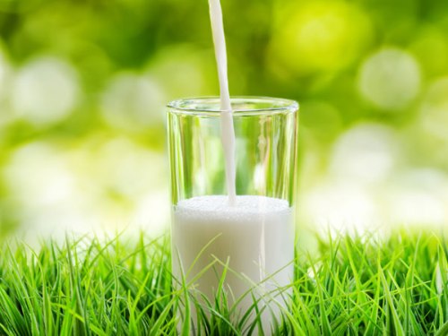 10 Manfaat Kesehatan di Balik Susu Kambing