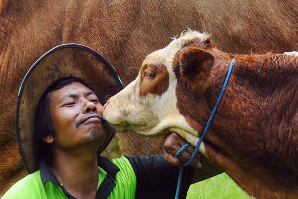  Ada Tradisi Ngguyang Sapi di Klaten